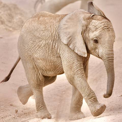 Young elephant walking through sand.