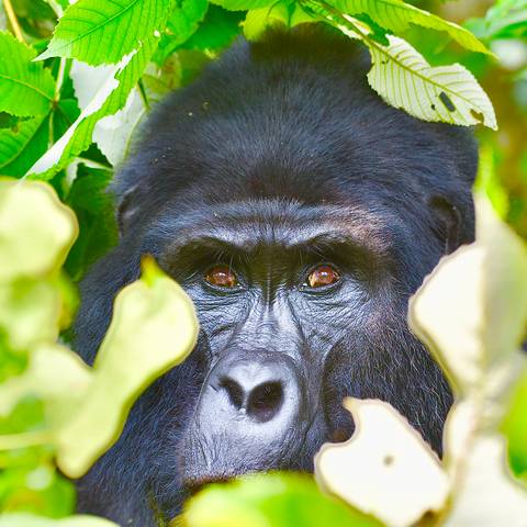 Gorilla peering through foliage.