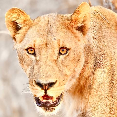 Close-up of a lion staring intensely forward.
