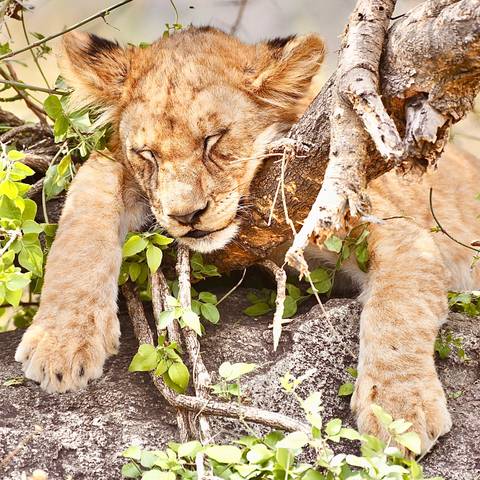 Lion sleeping on a tree branch.