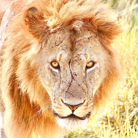 Lion gazing intently with scars visible.