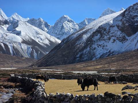 A scenic view of snow-capped mountains with yaks grazing in the foreground.