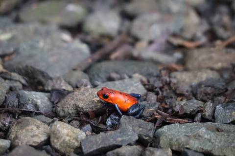 A small red and black frog on rocky ground.