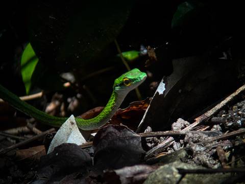 A green snake in natural habitat, partially shaded.
