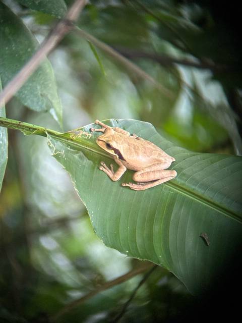 A beige frog on a large green leaf.