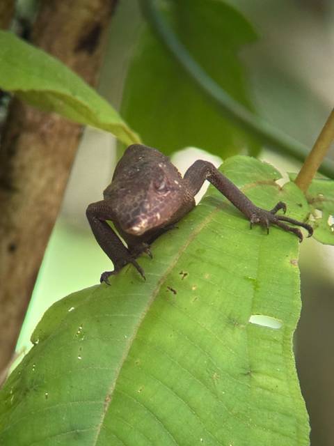 Close-up of a lizard climbing a leaf.