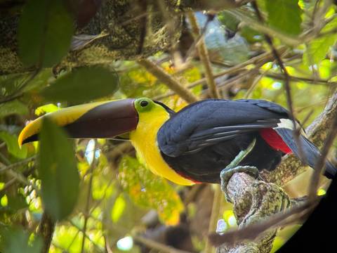 A toucan perched on a tree branch.