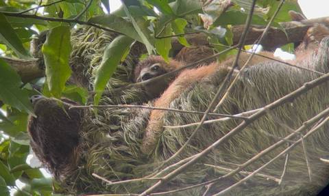 A sloth resting in a tree among leaves.