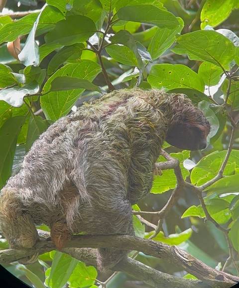 A sloth climbing a tree branch.