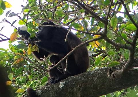 A monkey eating leaves in a tree.