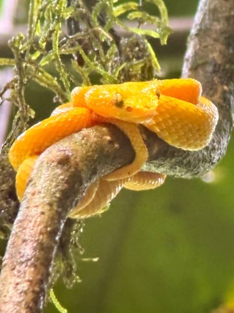 An orange snake coiled around a branch.