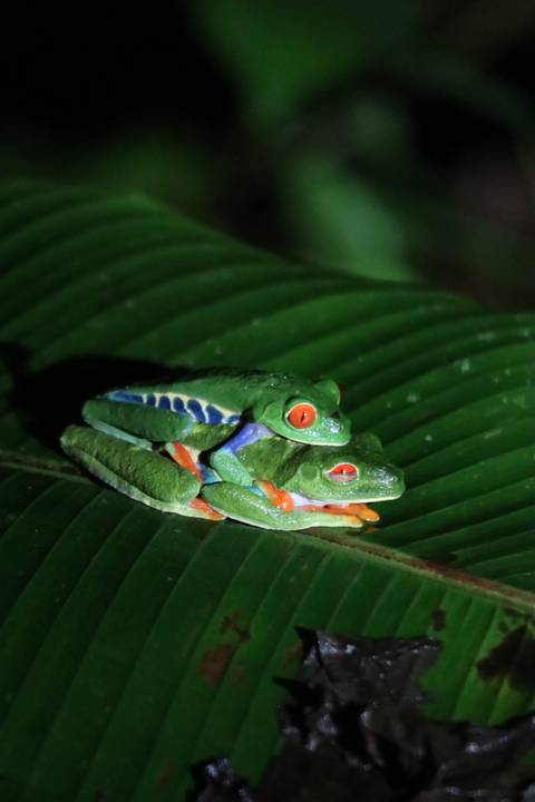 Two colorful frogs on a green leaf at night.