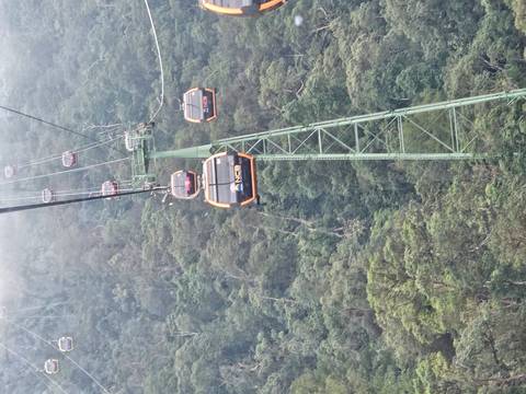 Cable cars moving over a forested area.