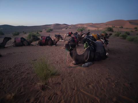 Camels resting in the desert at twilight.