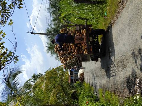 A person standing on a truck loaded with coconuts.