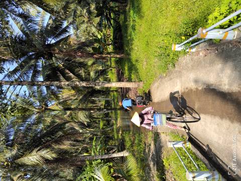 Two people cycling on a path through palm trees.
