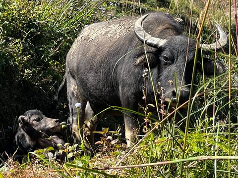 Close-up of a buffalo and its calf in a grassy area.