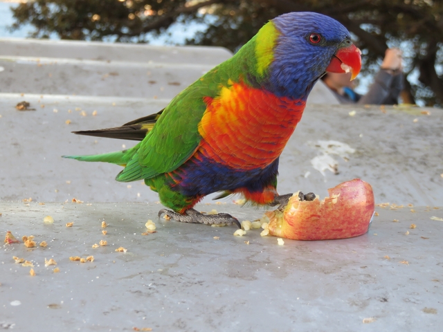 Close-up of a colorful parrot eating a piece of fruit.
