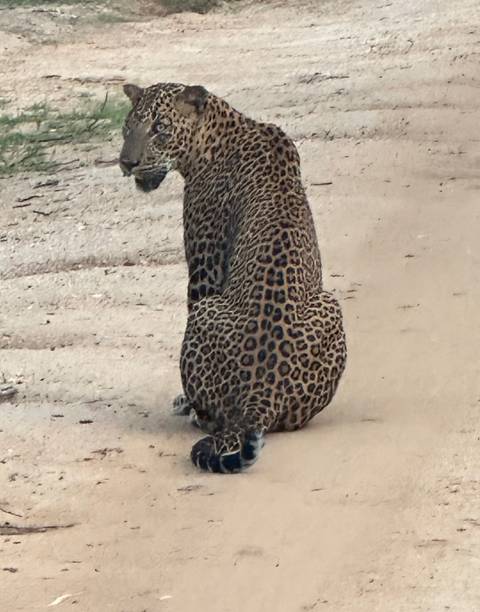 Rear view of a leopard sitting on a dirt road.