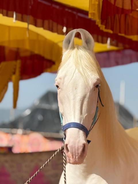 Close-up of a white horse under a brightly colored tent.