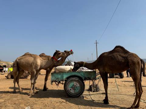 Camels with a cart in a dusty rural setting.