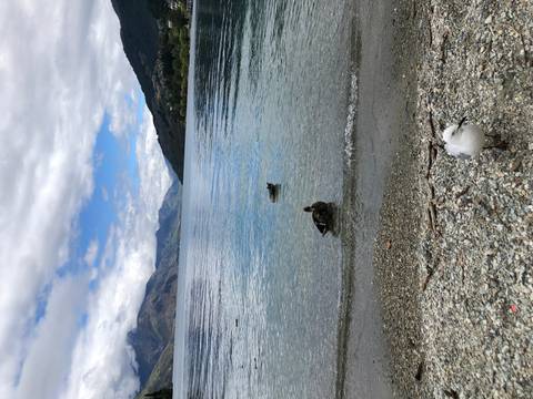 Lake scene with ducks and distant mountains.