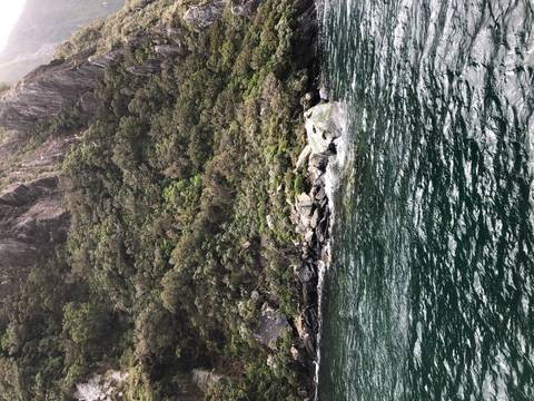 Close-up of rocky shore with green foliage.