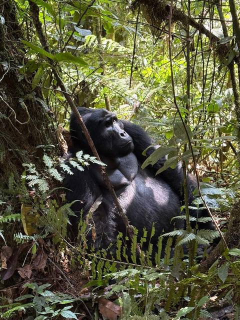 Experience Uganda Gorillas, Chimps, Big 5 & Big Cats (Exclusively Private) customer review photo