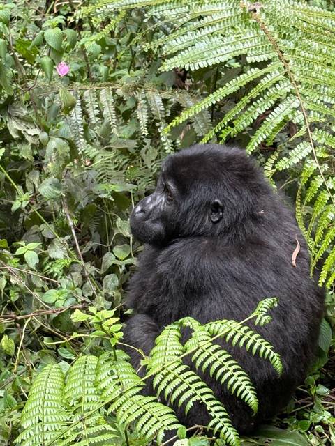 Experience Uganda Gorillas, Chimps, Big 5 & Big Cats (Exclusively Private) customer review photo