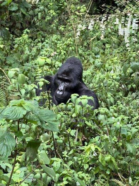 Experience Uganda Gorillas, Chimps, Big 5 & Big Cats (Exclusively Private) customer review photo