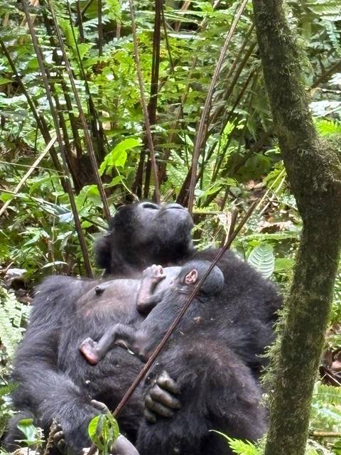 Experience Uganda Gorillas, Chimps, Big 5 & Big Cats (Exclusively Private) customer review photo