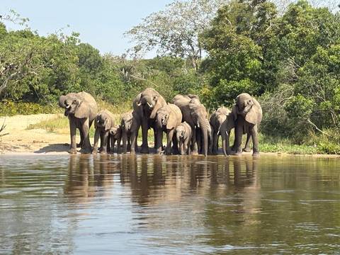 A herd of elephants standing near a body of water in a natural setting.