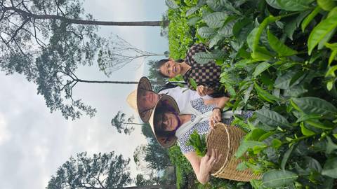 Three people harvesting tea leaves in a lush garden.