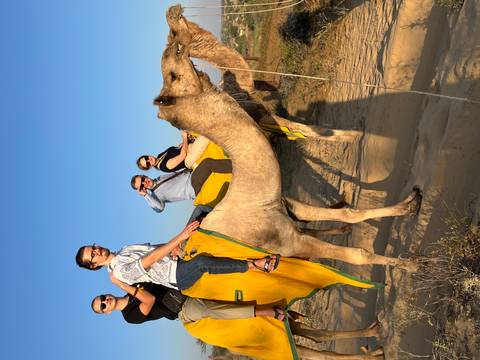 Group of people riding camels through the desert.