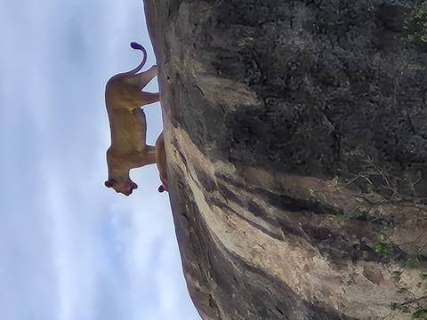 A lioness walking on a rock.