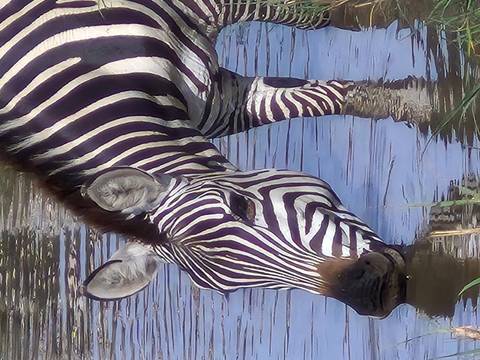 Zebra drinking water at a watering hole.