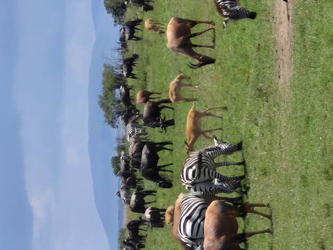 Herds of zebras and wildebeests grazing on the plains.