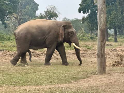A wild elephant walking in a grassy area with trees in the background.