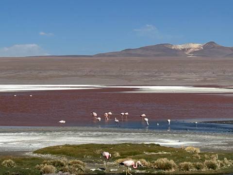Flamingos in a colorful lagoon with mountains.