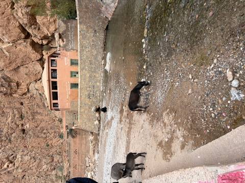 Donkeys by a stream in a rocky area.