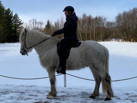 Person riding an Icelandic horse in a snowy landscape.