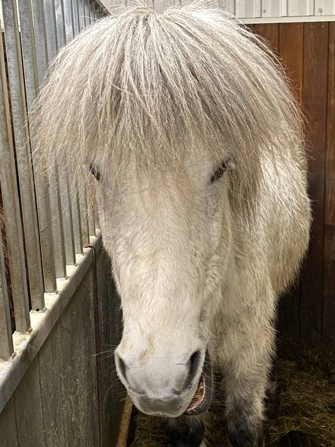 Close-up view of Icelandic horse's face behind a fence.