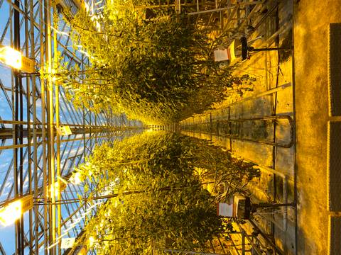 Interior of a greenhouse with rows of growing plants under artificial lights.