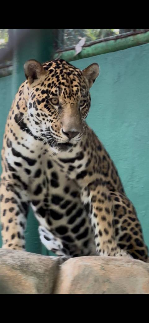 Close-up of a jaguar with a colorful wall in the background.