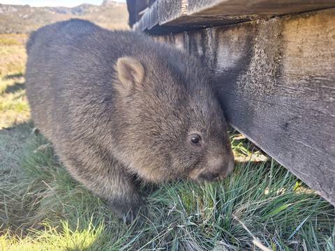 Close-up of a wombat in a grassy area.