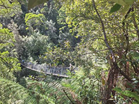 Suspension bridge through lush green forest.