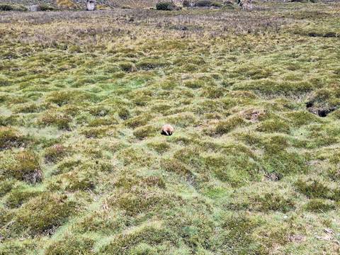 Meadow with grassy patches and one small animal in the distance.