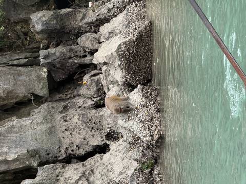 Monkey on rocky shoreline beside water.