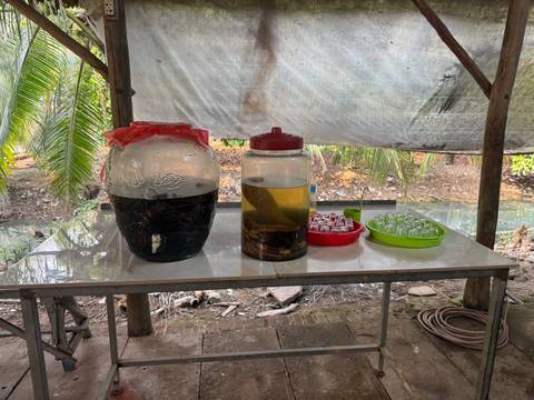 Table with jars and glasses for drink tasting under a shelter.