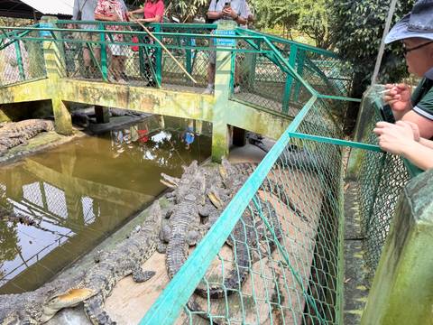 Crocodiles in an enclosed area under observation.